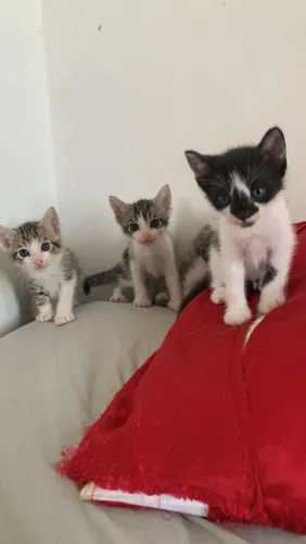 Gatos para doação machos e fêmeas 
