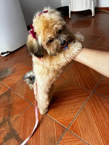 Cachorrinha Shih tzu