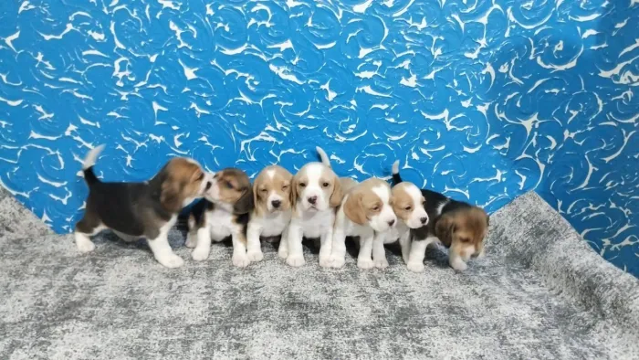 Filhotes de Beagles