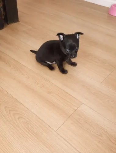 Filhote macho de Pinscher zero 800,00