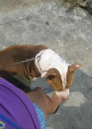 Cachorro