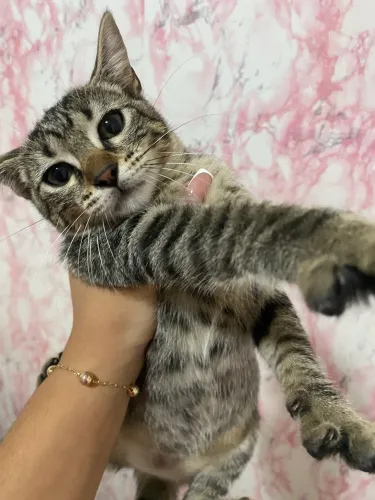 Doação de gatinha
