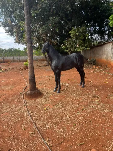 Cavalo quarto de milha