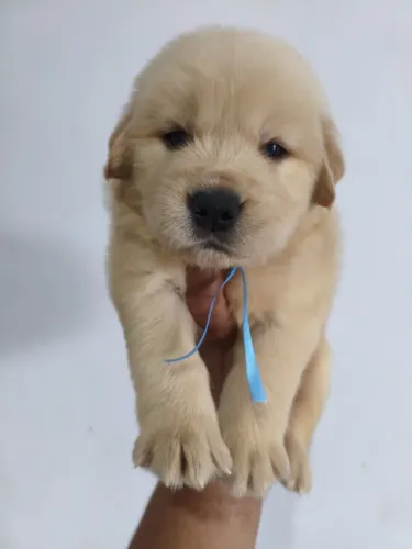 Golden com 50 dias vermifugado e vacinado 