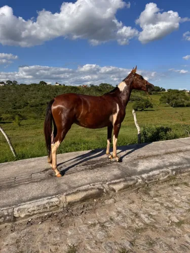 Cavalo 
