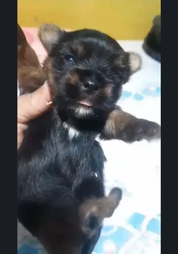 Vendo filhote de Yorkshire 