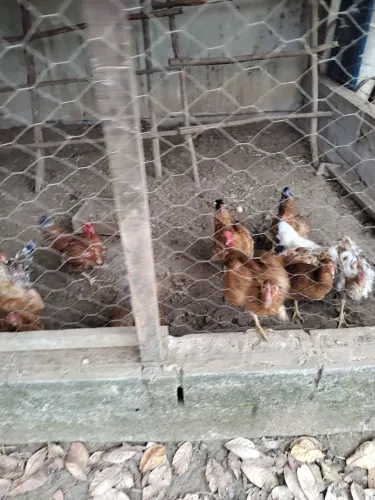Galinhas e ovos caipira