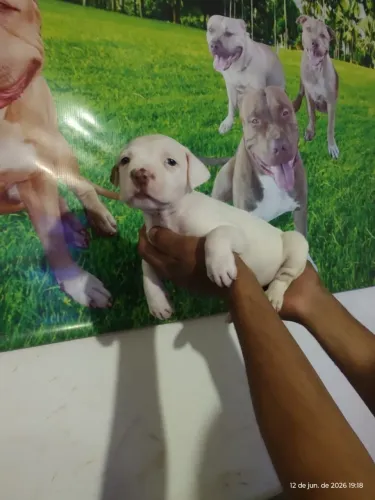 Vendo lindo filhote de pitbull branco 