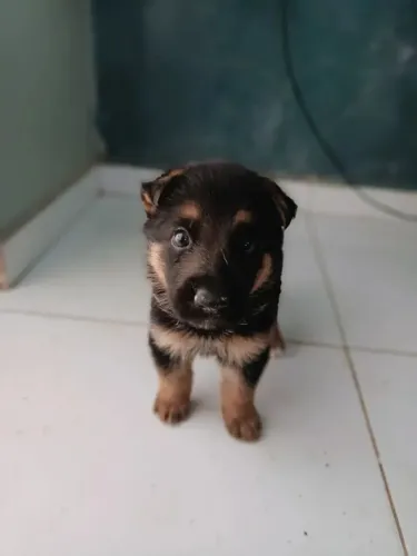Pastor alemão O cachorrinho que faltava na sua rotina