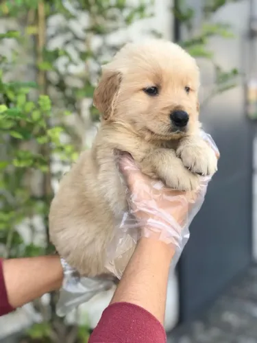 Golden Retriever Filhotes Lindos Dóceis e Muito Amorosos Pronta Entrega