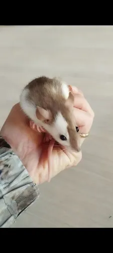 Rato Twister