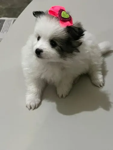 Vendo filhote lulu Pomerania