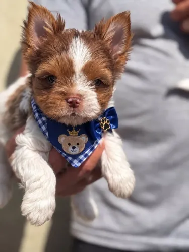 Seu melhor amigo, filhote de Yorkshire merle macho