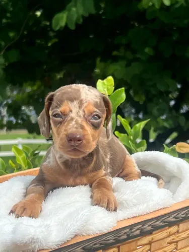Dachshund arlequim chocolate