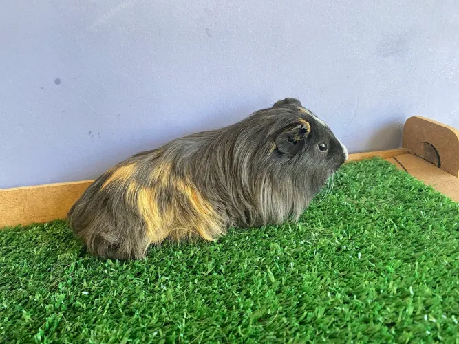 Porquinho da india Sheltie filhote disponivel entrega Janu Moc