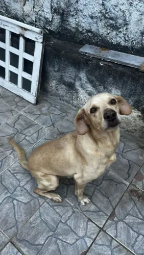 Doando Labrador