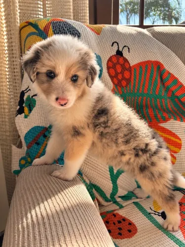 Filhote Border Collie