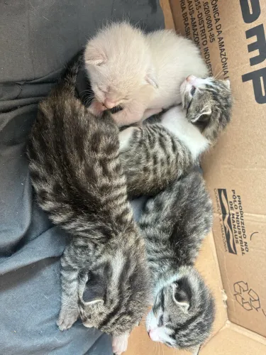 Doação de gatinhos 