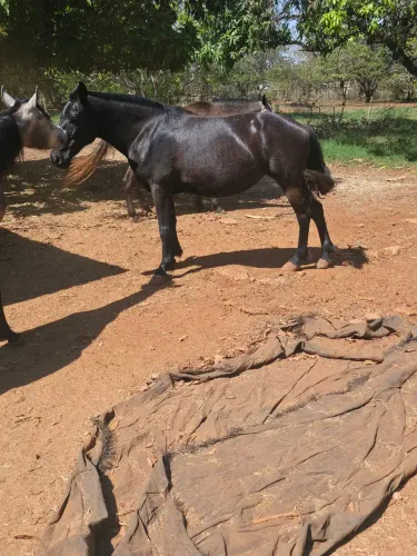 Egua preta