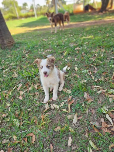 Filhote de border collie