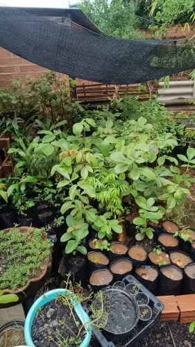 Mudas de Pequi do Xingu 