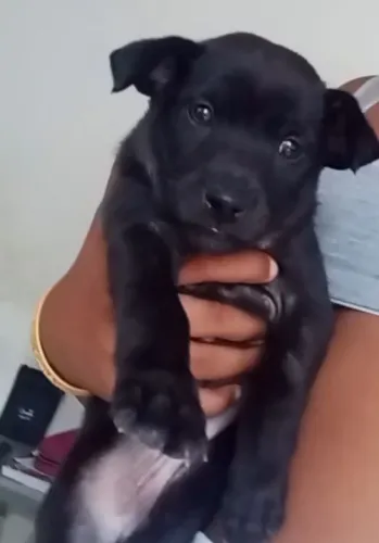 Cachorro rotvale