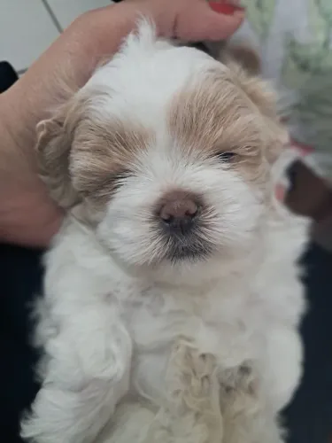 Filhote da raça Shih-tzu