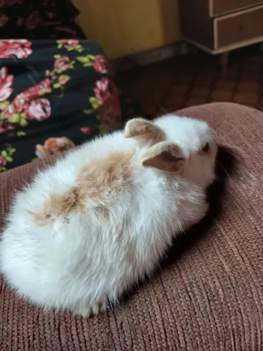 Vendo filhotes coelhinhos Raça lyon