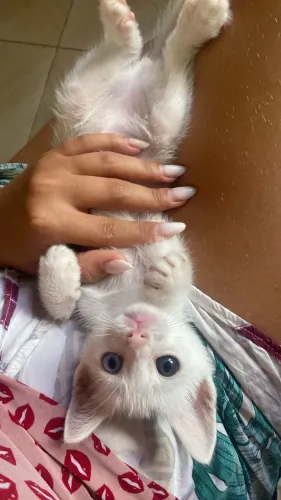 Doação gatinho