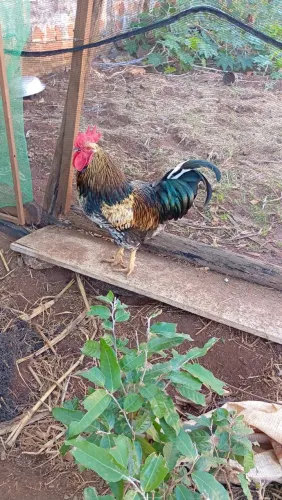 Galo para poedeiras