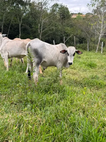 Vendo 1 bezerro (pra deixar)e 5 bezerras
