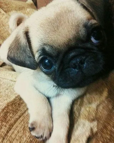 Pug Carinho, diversão e companhia em quatro patas