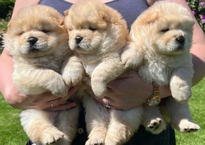 Chow Chow