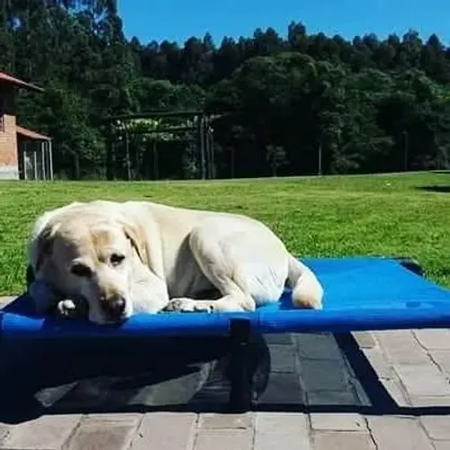 CAMA PET ELEVADA