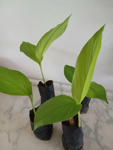 Vendo lindas mudas de açafrão da terra