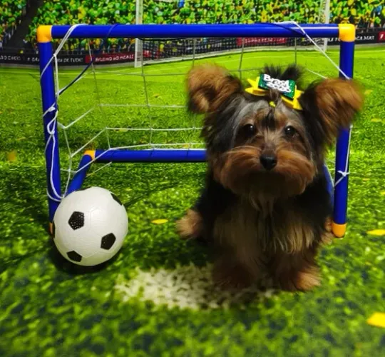 Yorkshire Terrier fêmea