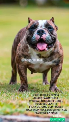Fêmea Exótica Bully Merle com Pedigree 