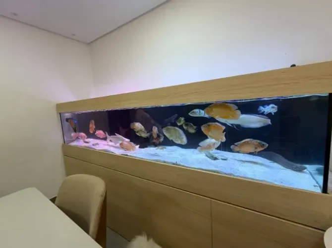 Aquario 250x50x50 Completo