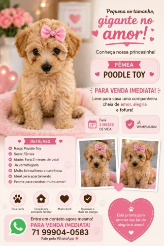 Única filhote de poodle. Pequeno porte.