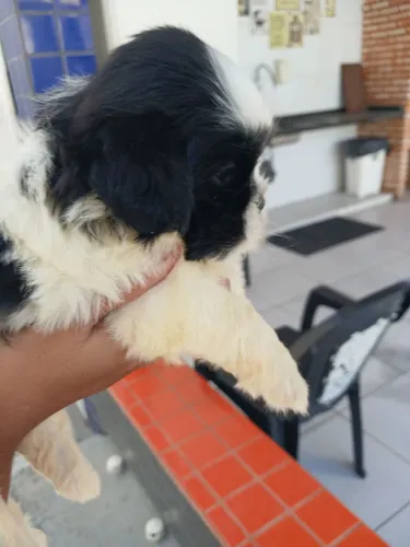 Fêmeas de shihtzu mine.