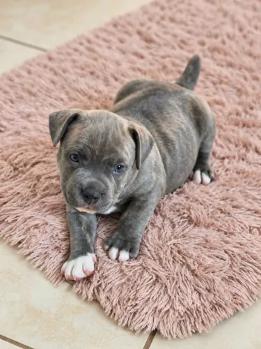 LINDOS FILHOTES American Bully