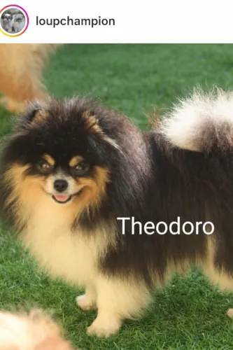 Spitz alemão