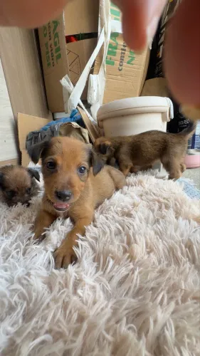 Adoção de cachorro 