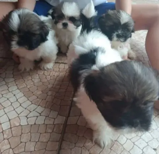 Filhote de shihtzu puro 