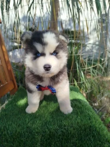 Filhotes de Husky Siberiano