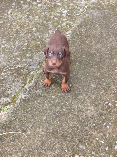 Filhotes de Dobermann