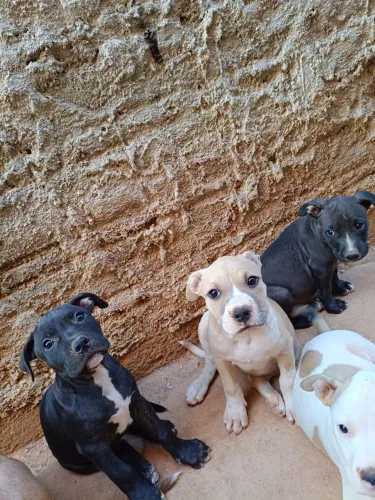 Filhotes de Pitbull à venda