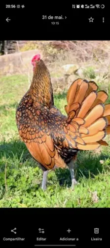 Galinha Sebright Dourada Laceada 