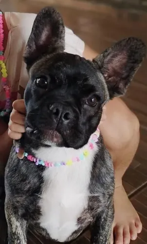 Buldogue francês