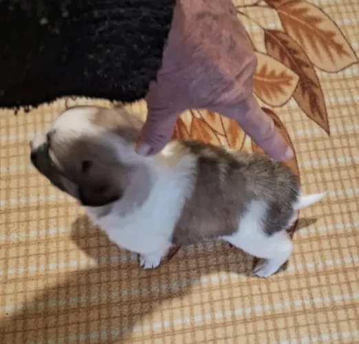 Lhasa Apso Mini Com Spitz Alemão Anão Machos Pequenininhos Pelagem Abundante